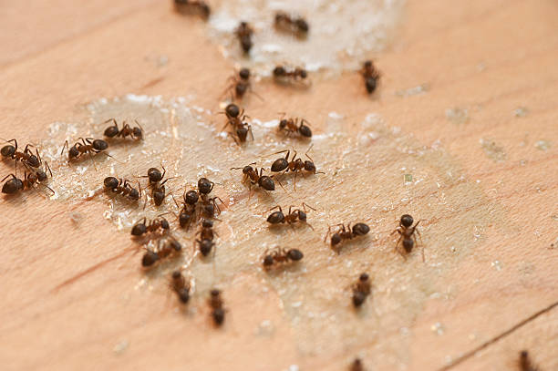 Best Best Pest Control Companies  in Farmingdale, NY
